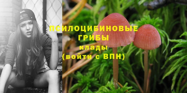 крисы Бородино